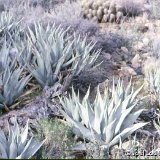 Agave desertii (Anza-Borrego Desert, Ca.).jpg